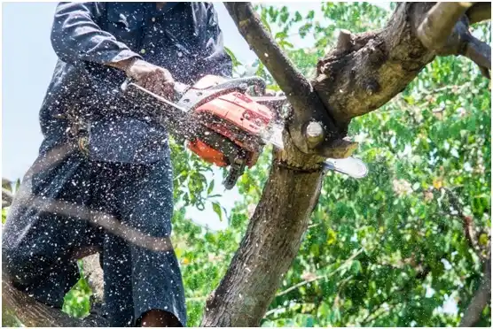 tree services Campbellsport